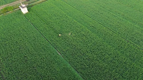 Farmer Working in Green Rice Paddy Field Stock Footage 337516641