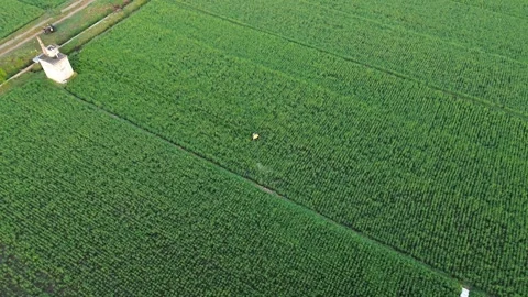 Farmer Working in Green Rice Paddy Field Stock Footage 337516697