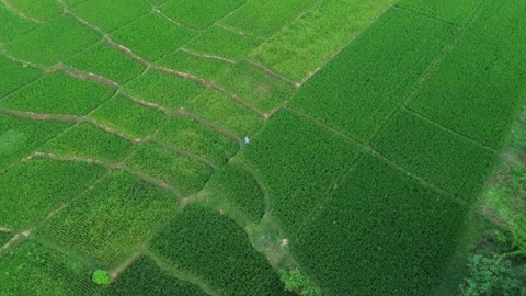 Farmer Working in Green Rice Paddy Field Stock Footage 337516922