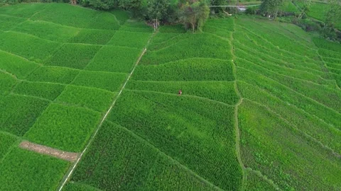 Farmer Working in Green Rice Paddy Field Stock Footage 337516936