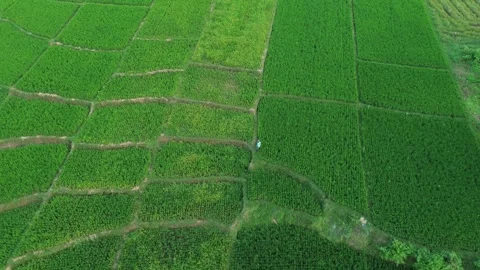 Farmer Working in Green Rice Paddy Field Vídeo Stock 337516945
