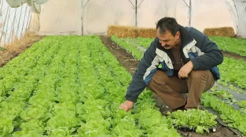 Farmer working in the greenhouse Video stock 8990272