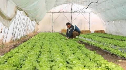 Farmer working in the greenhouse Stock Footage 8990316