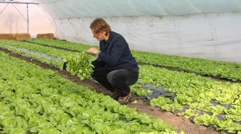 Farmer working in the greenhouse Stock Footage 10763741