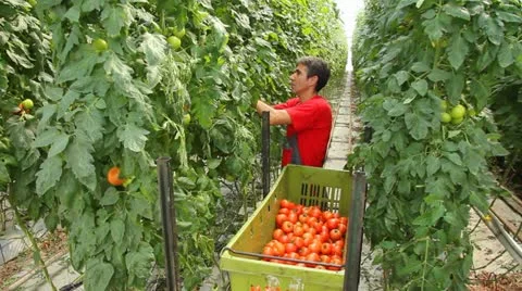 Farmer working in the greenhouse Stock Footage 11130165