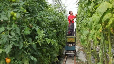 Farmer working in the greenhouse Video stock 11130169