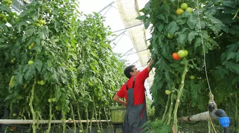 Farmer working in the greenhouse Stock Footage 11148470