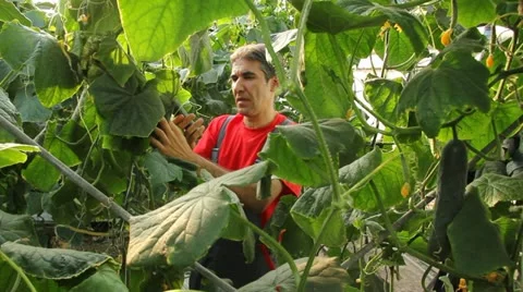 Farmer working in the greenhouse Stock Footage 12134904