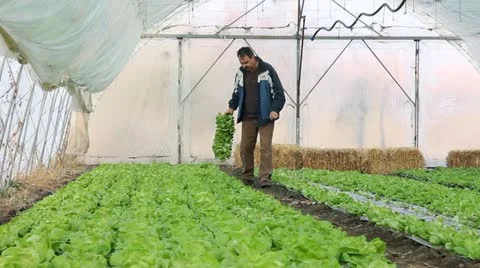 Farmer working in the greenhouse Stock Footage 12321015