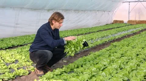 Farmer working in the greenhouse Stock Footage 12325050