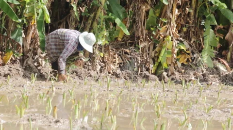 Farmer working hard on taro, video Stock Footage 45404820