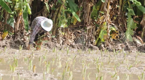 Farmer working hard on taro, video Stock Footage 45408946