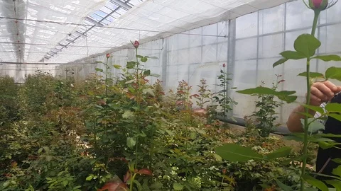 A farmer working in his greenhouse Stock Footage 109154019