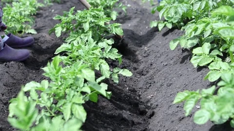 A farmer is working with a hoe in a potato field on a hot sunny day. Stock Footage 210141972