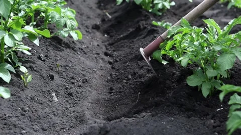 A farmer is working with a hoe in a potato field on a hot sunny day. Stock Footage 210142075