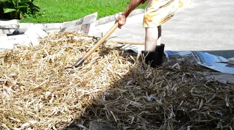 Farmer working at home, shelling dry beans in the pod with pitchfork. Stock Footage 66690806