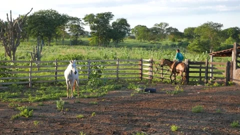 Farmer working on a horse Stock Footage 146101248