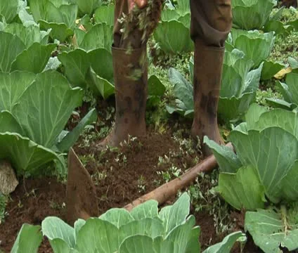 Farmer working on land Stock Footage 12651280