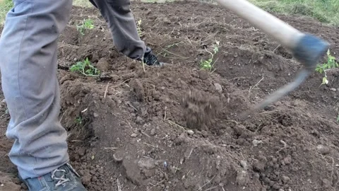 Farmer working the land with a hoe Stock Footage 132866061