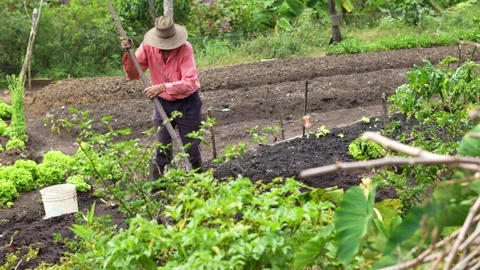 Farmer working the land to start a 100 percent organic vegetable crop Stock Footage 284249007