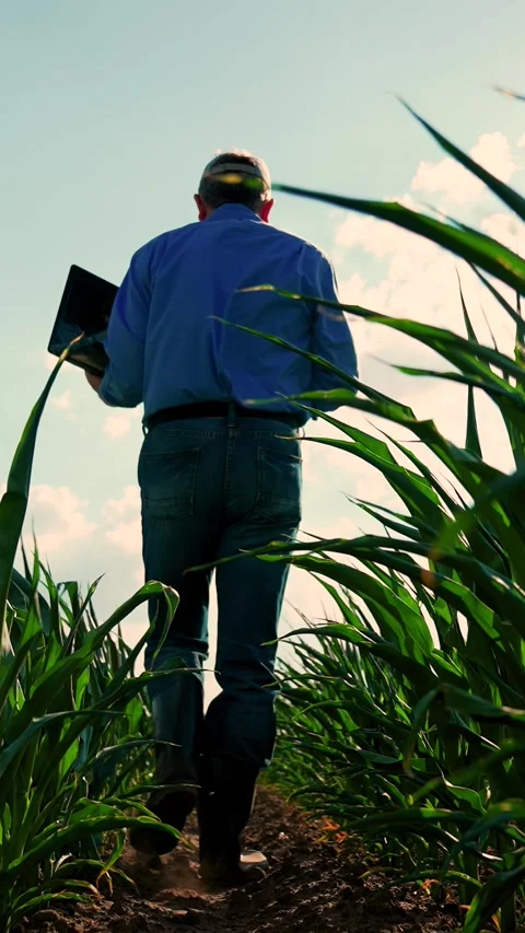 Farmer working laptop walks through green corn field, young shoots visible from Stock Footage 321491963