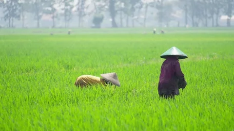 Farmer Working in Lush Green Rice Field 스톡 동영상 337142830