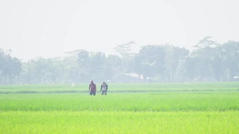 Farmer Working in Lush Green Rice Field Video stock 337143044