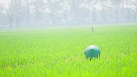 Farmer Working in Lush Green Rice Field Stock-Footage 337143427
