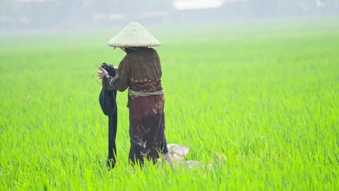 Farmer Working in Lush Green Rice Field Video stock 337143441