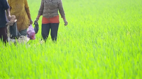 Farmer Working in Lush Green Rice Field Stock-Footage 337143445