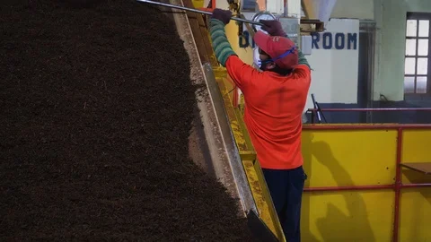 Farmer working with machine in tea factory, Cameron Highlands, Malaysia Stock Footage 146543717