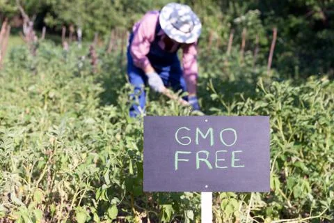 Farmer working in the non-GMO vegetable garden Stock Photos