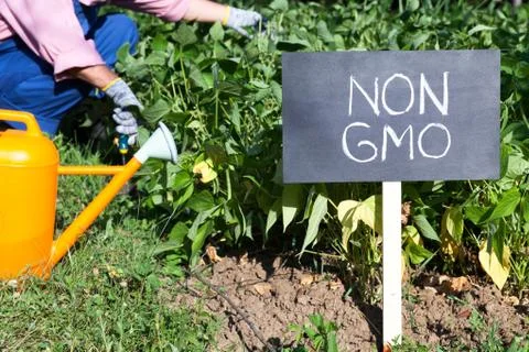 Farmer working in the non-GMO vegetable garden Stock Photos