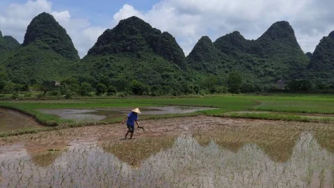 Farmer Working In Paddy Field Planting Rice Chinese Countryside China Stock Footage 80673592
