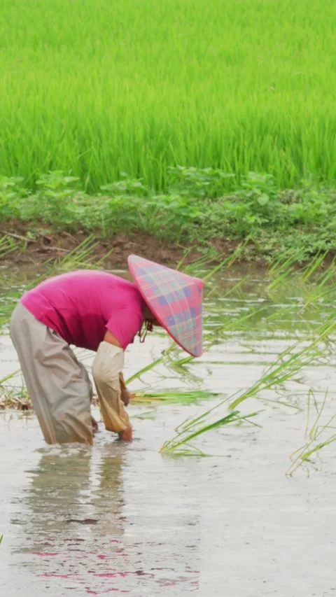 Farmer working paddy Stock Footage 347487699