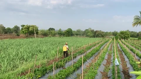 Farmer working in Pandemic situation lockdown time Stock Footage 130197881