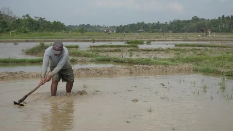 Farmer Working in Rice Field (1) Stock Footage 315978383