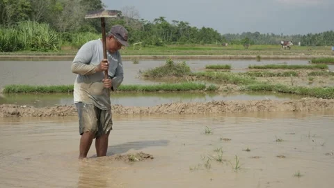 Farmer Working in Rice Field (2) Stock Footage 315978291