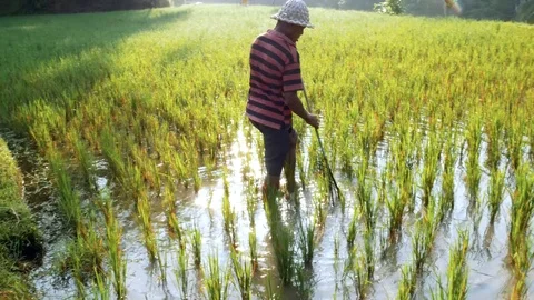 Farmer working on rice field in Bali Indonesia Stock Footage 86364333