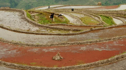Farmer working on rice field Stock Footage 54303195