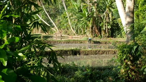 Farmer working on rice field Stock Footage 157905068
