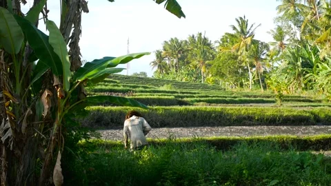 Farmer working on rice field Stock Footage 157905186