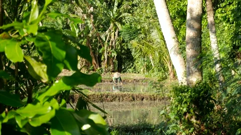 Farmer working on rice field Stock Footage 158097236