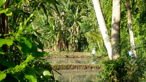 Farmer working on rice field Stock Footage 159639512