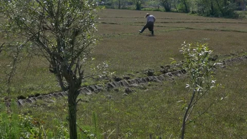 Farmer working in rice field with trees in spring sunlight Stock Footage 317964859