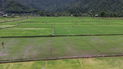 Farmer Working in Rice Fields Beneath Mountain Landscape Stock Footage 336610497