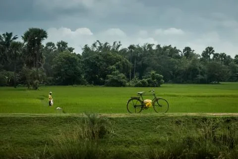 Farmer working in rice fields in India Stock Photos