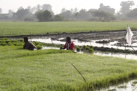 Farmer working in rice fields Foto stock