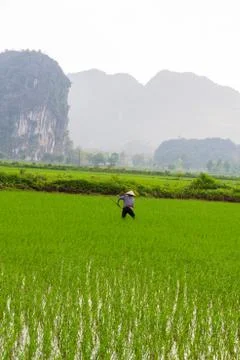 Farmer working in the rice fields Stock Photos