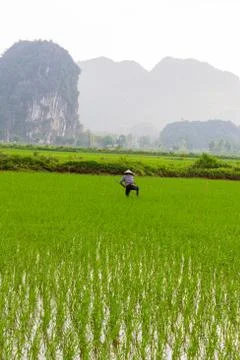 Farmer working in the rice fields Stock Photos